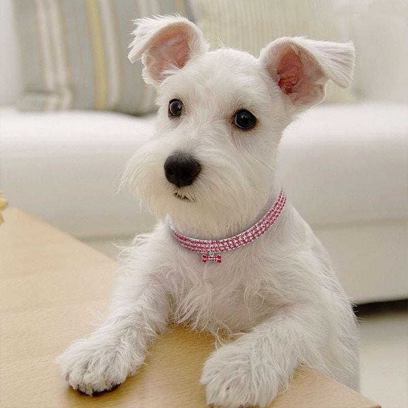 Small white dog wearing a pink bling crystal dog collar with rhinestones and a metal pendant