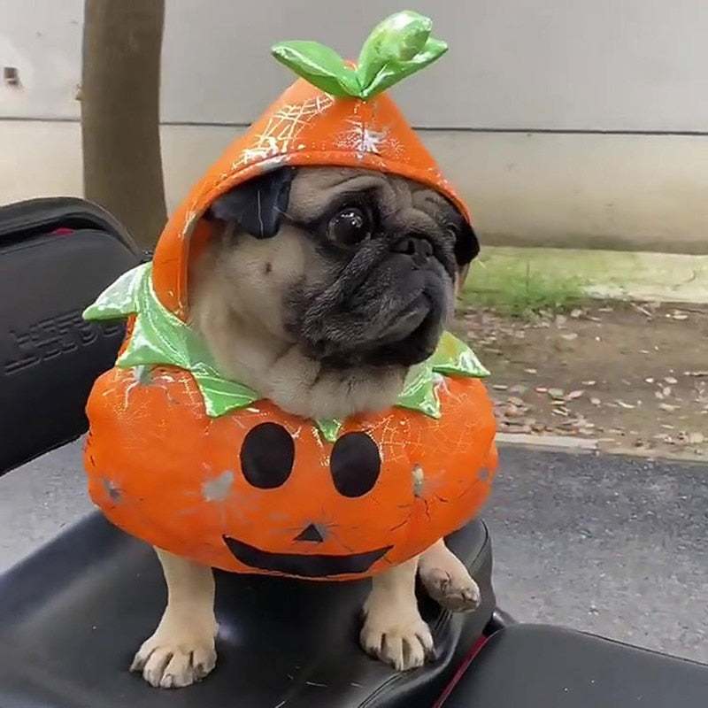 Small dog wearing orange pumpkin Halloween costume with green leaves hood outdoors