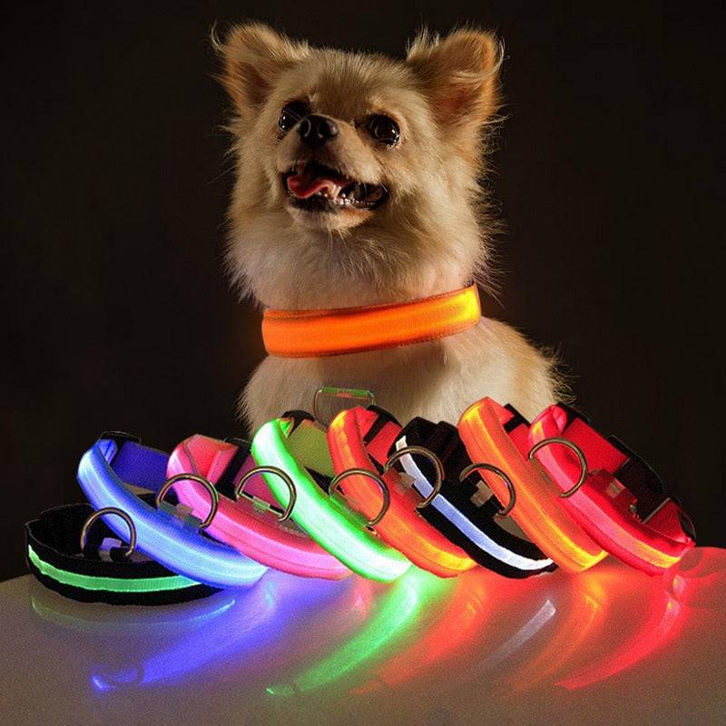 Dog wearing bright orange LED flashing dog collar with multiple colorful LED collars displayed on black background