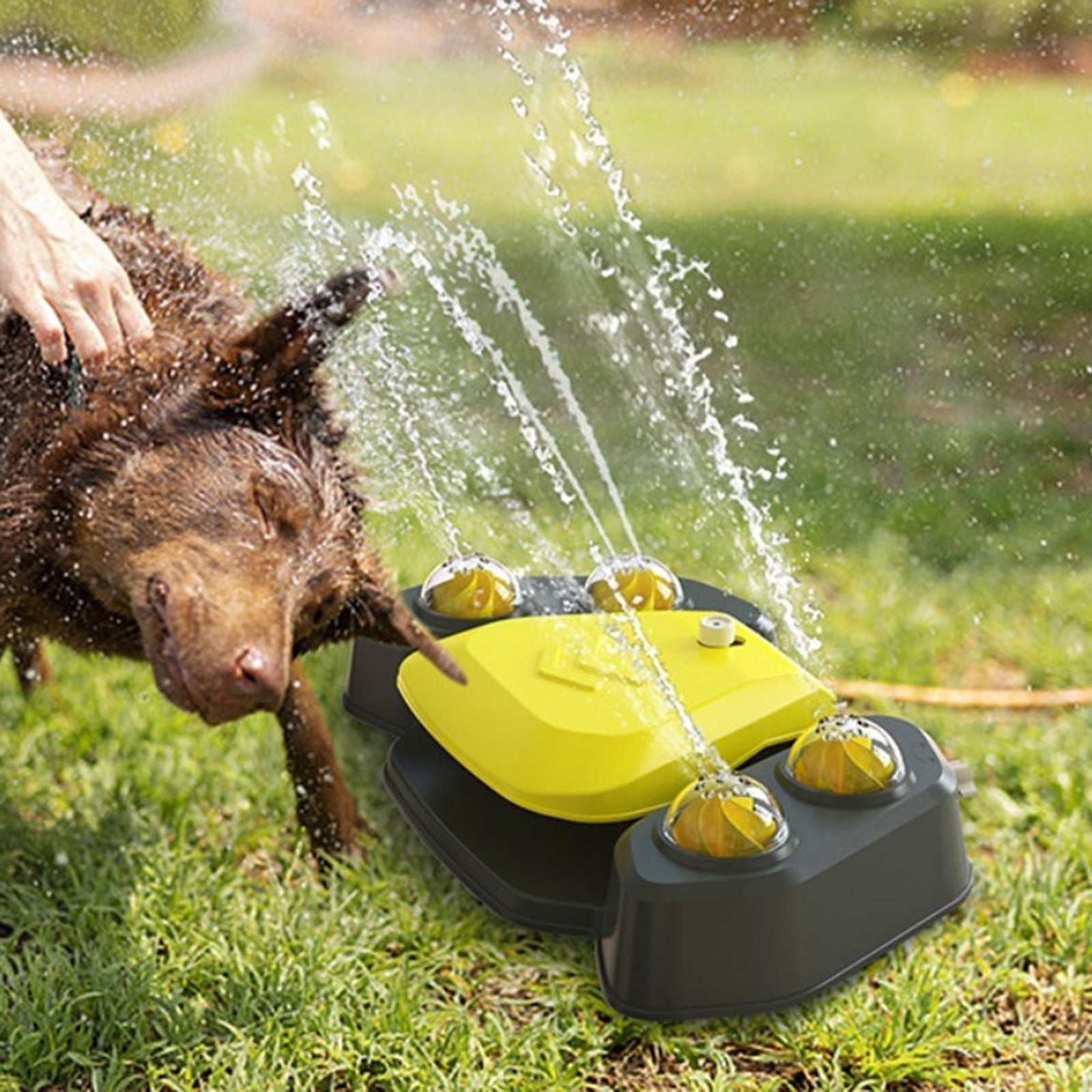 Dog water sprinkler spraying water while brown dog plays outdoors on grass