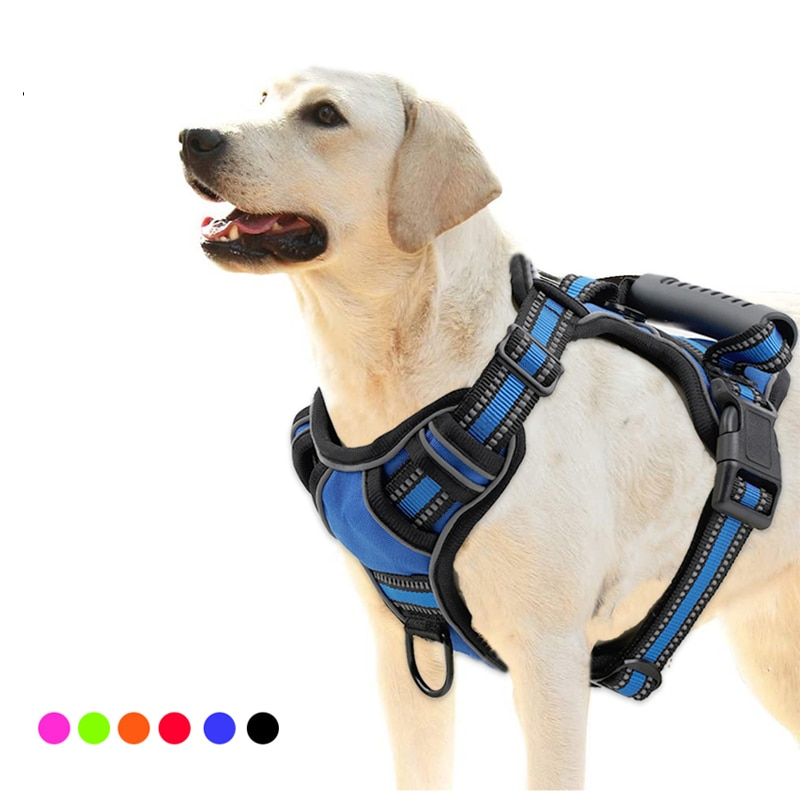 Dog wearing blue adjustable nylon harness from Dog Harness and Retractable Leash Set