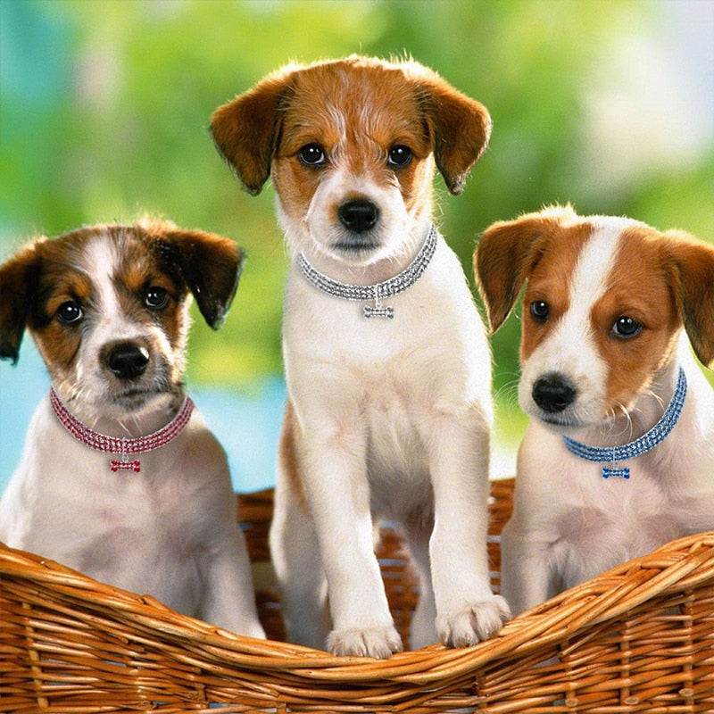 Three puppies wearing colorful bling crystal dog collars with rhinestones and metal pendants in a wicker basket