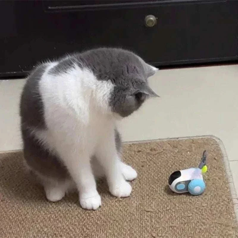 Grey and white cat playing with an automatic cat toy on a carpeted floor