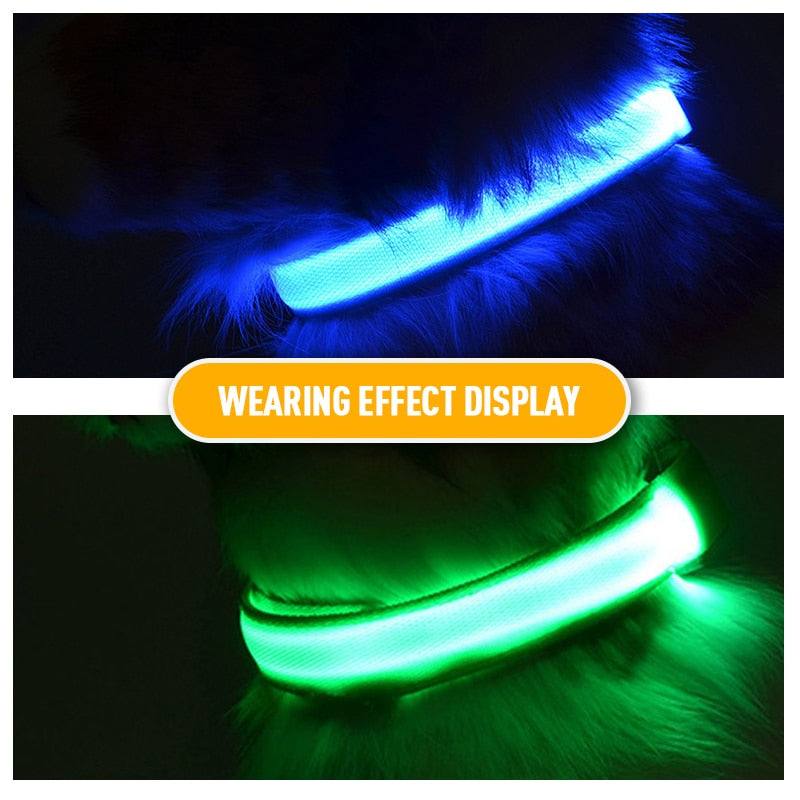 LED flashing dog collar glowing in blue and green on a dog's neck for nighttime visibility and safety