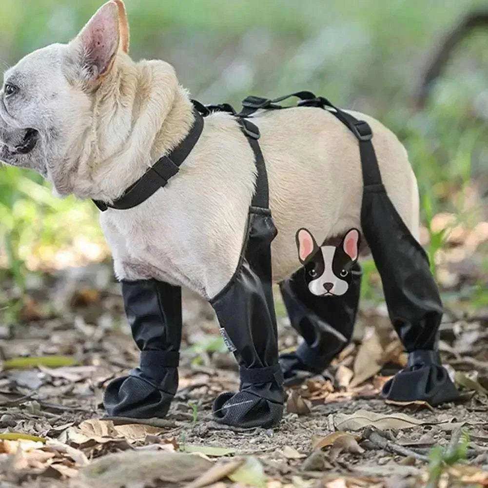 Adjustable connected dog boots on a small dog for paw protection outdoors