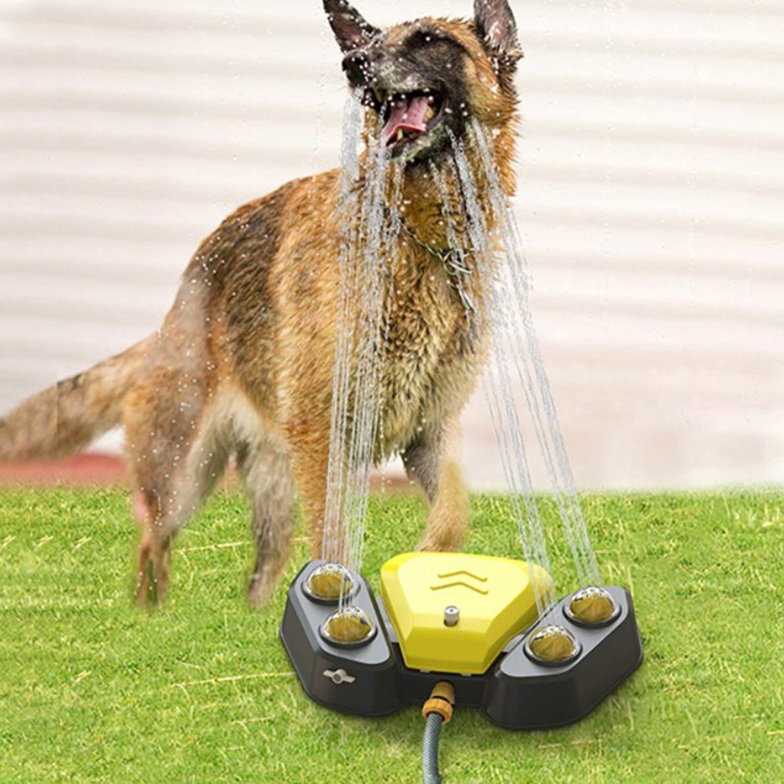 Dog drinking and playing with multi-function yellow and black automatic dog water sprinkler on grass
