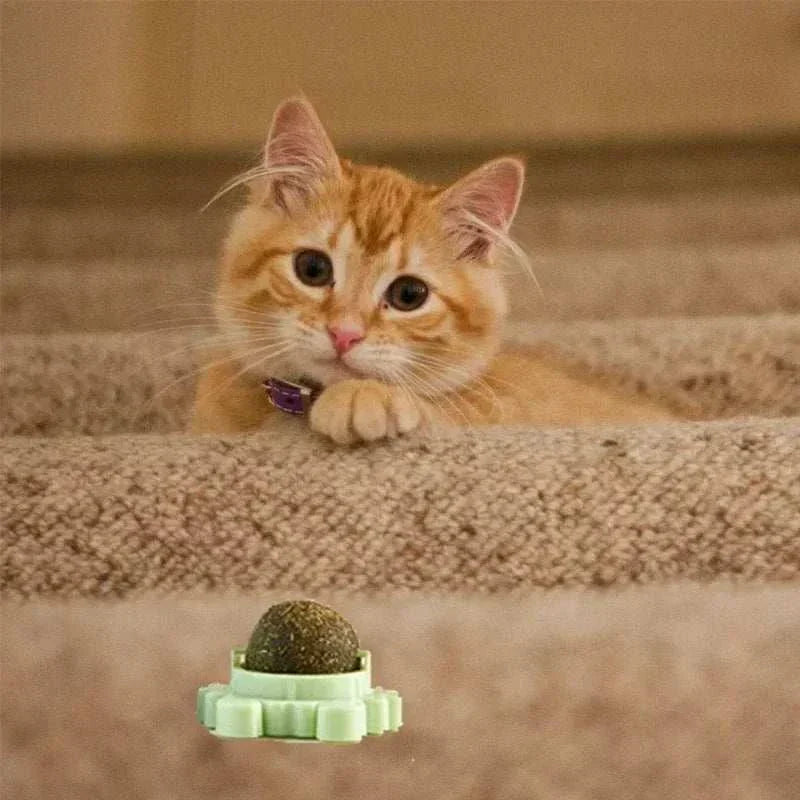 Orange tabby cat playing with natural catnip rotating interactive cat toy on carpeted stairs