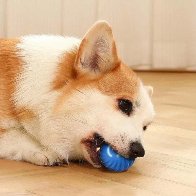 Dog playing with interactive motion activated rolling ball toy on wooden floor